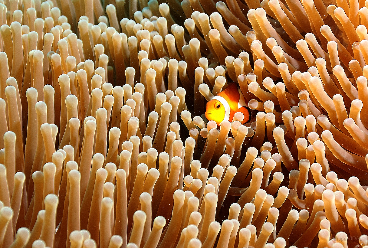 Sipadan_2015_Poisson Clown a trois bandes_Amphiprion ocellaris_IMG_3146_rc.jpg